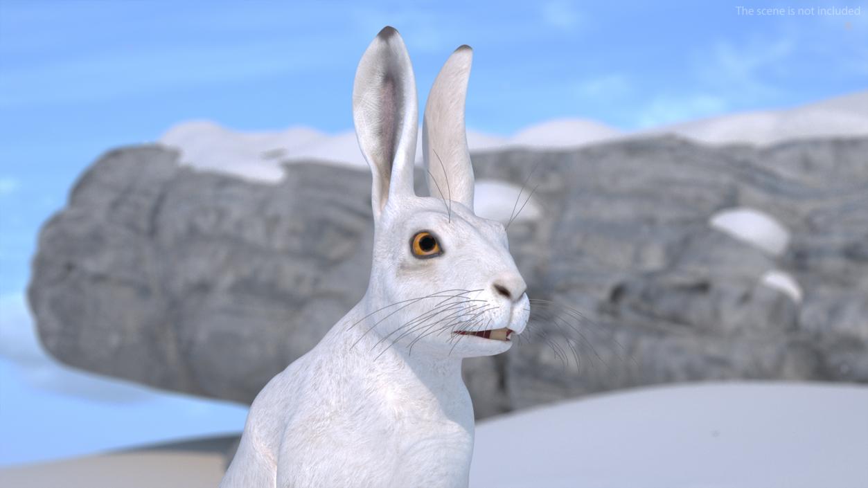 3D model White Hare  Animated