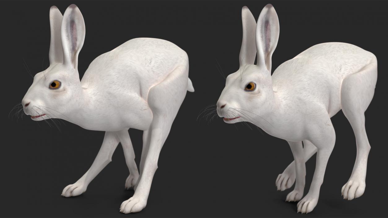 3D model White Hare  Animated