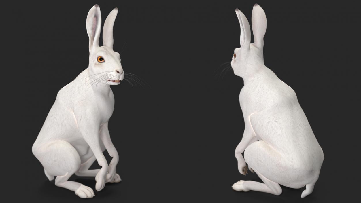 3D model White Hare  Animated