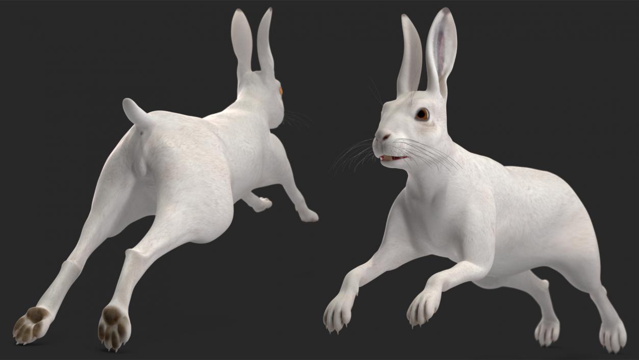 3D model White Hare  Animated