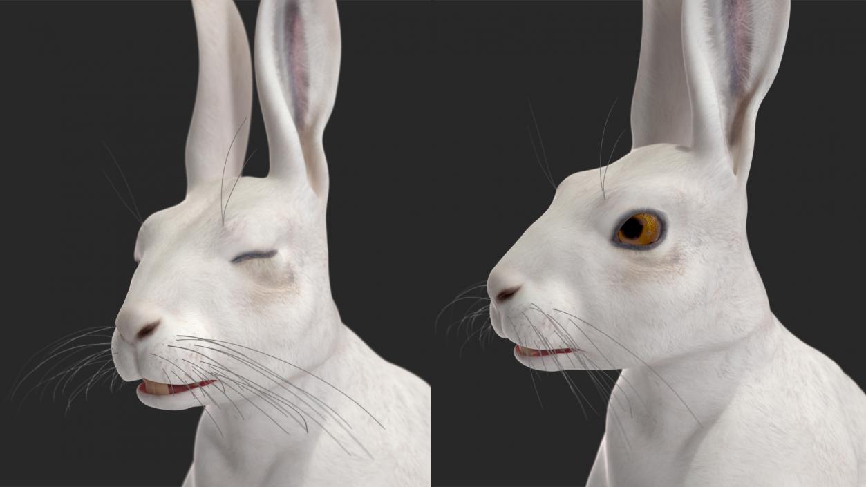 3D model White Hare  Animated