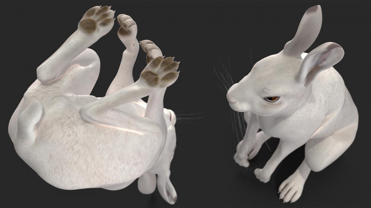 3D model White Hare  Animated