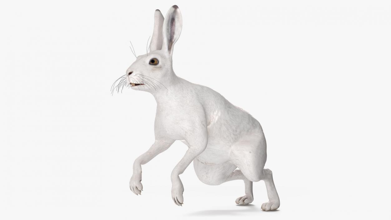 3D model White Hare  Animated