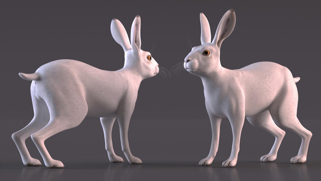 3D model White Hare  Animated