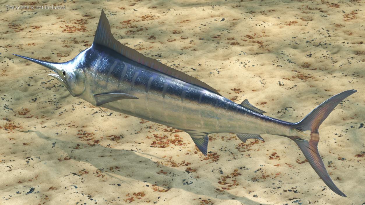 Striped Marlin Fish 3D model