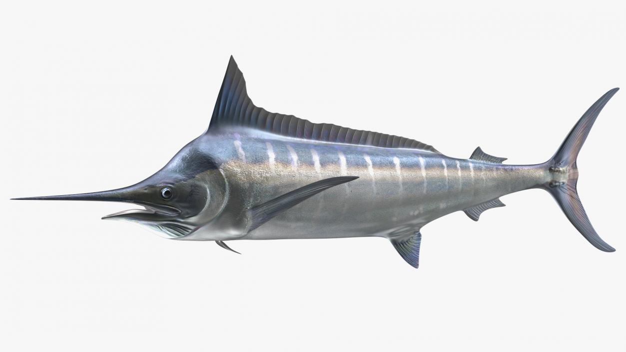 Striped Marlin Fish 3D model