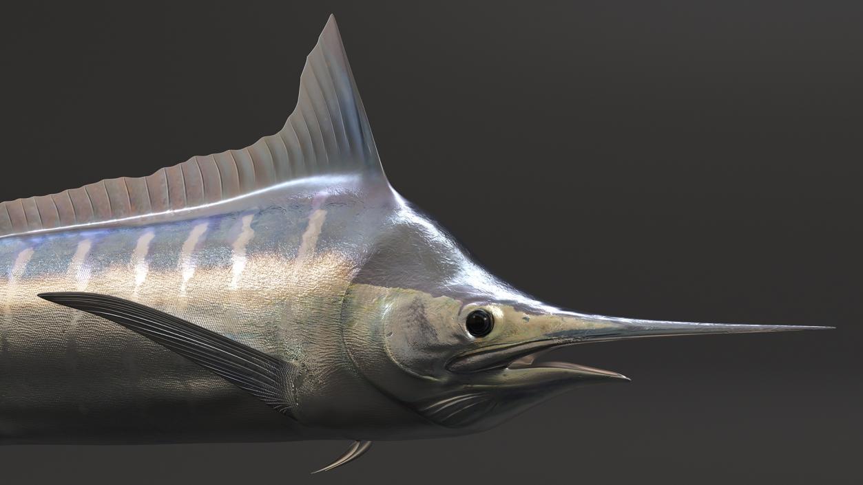 Striped Marlin Fish 3D model