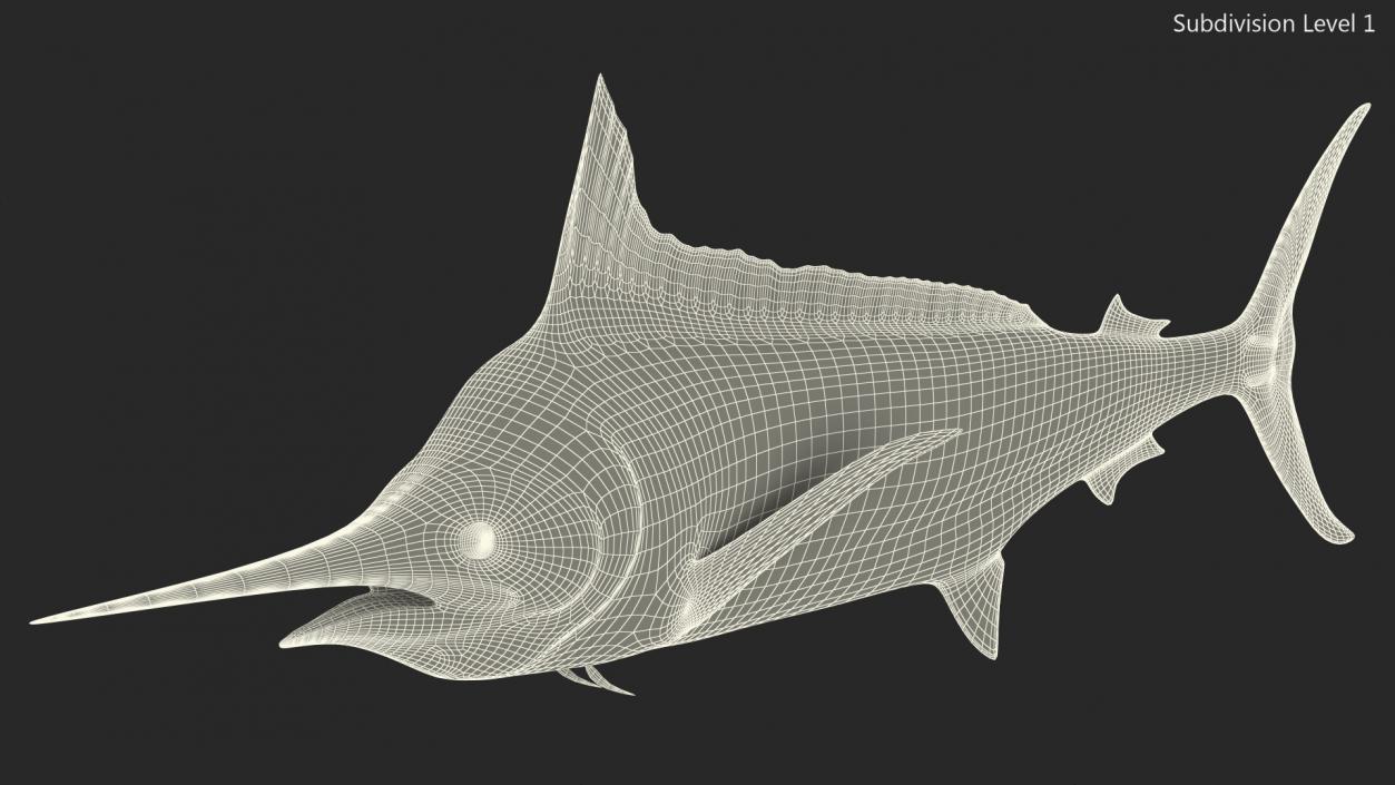 Striped Marlin Fish 3D model