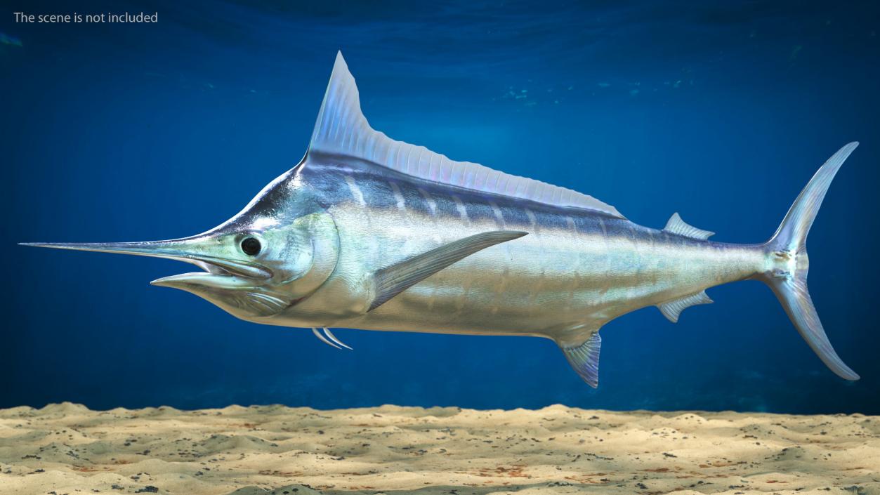 Striped Marlin Fish 3D model