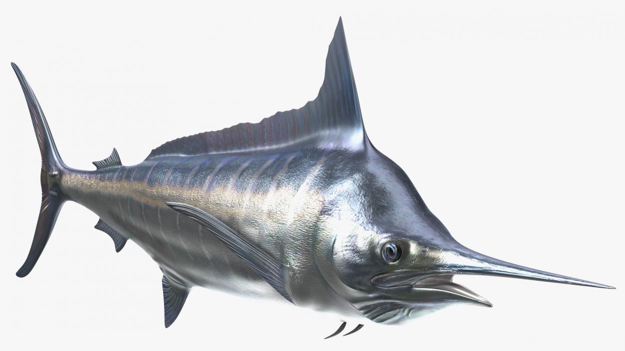 Striped Marlin Fish 3D model