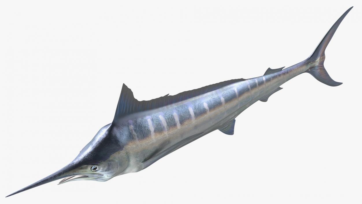 Striped Marlin Fish 3D model