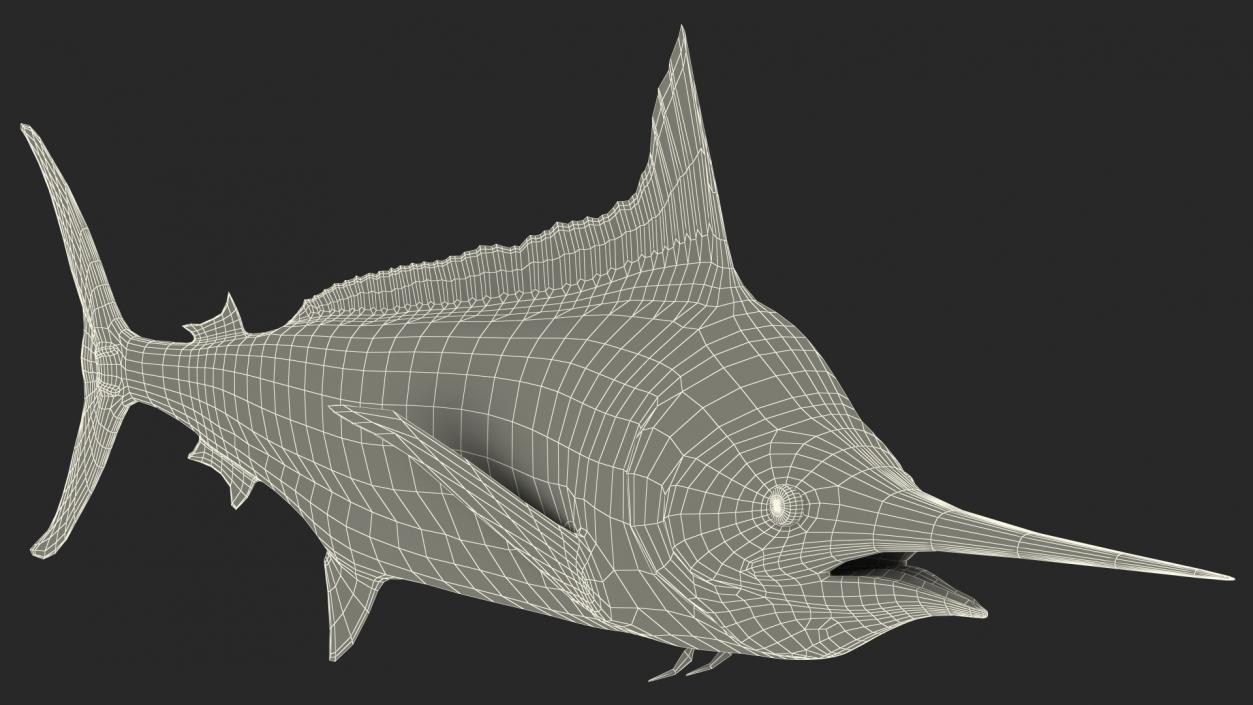 Striped Marlin Fish 3D model