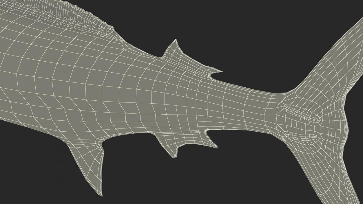 Striped Marlin Fish 3D model