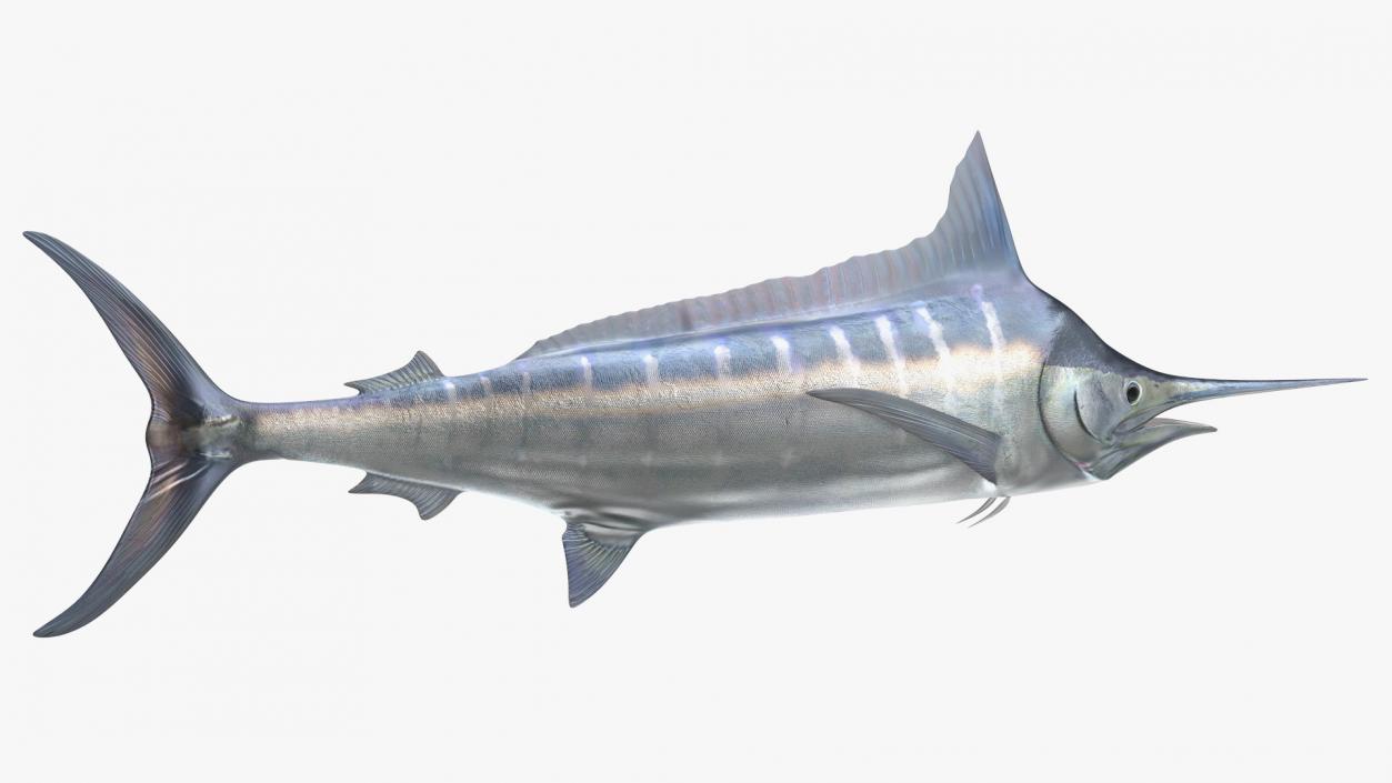 Striped Marlin Fish 3D model