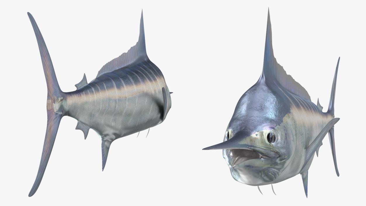 Striped Marlin Fish 3D model