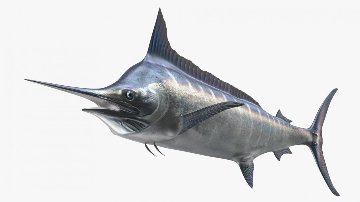 Striped Marlin Fish 3D model