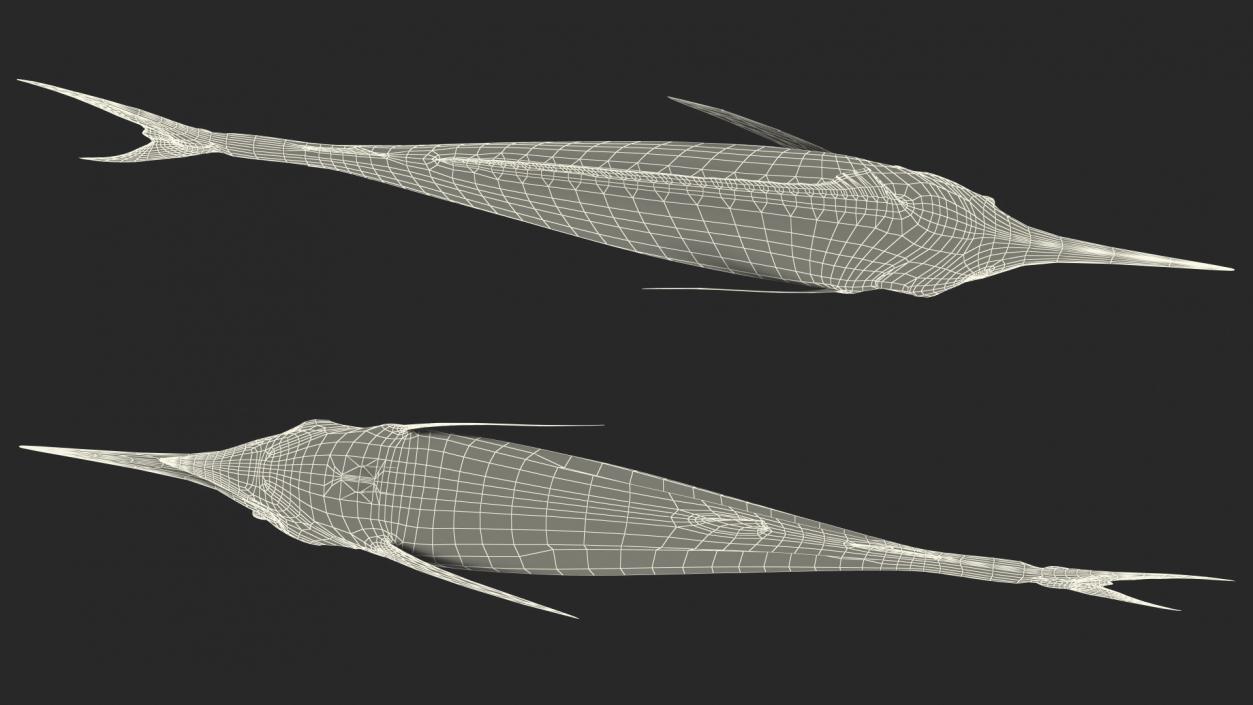 Striped Marlin Fish 3D model