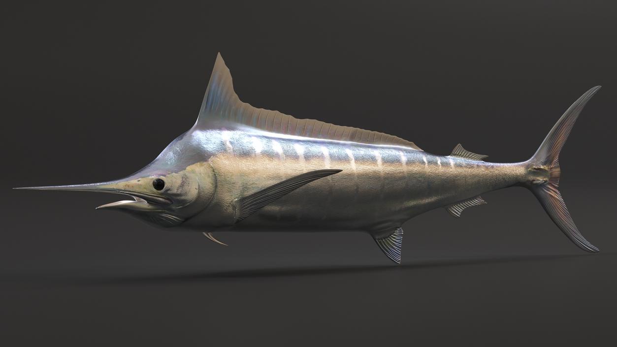 Striped Marlin Fish 3D model