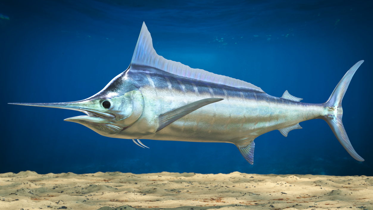 Striped Marlin Fish 3D model