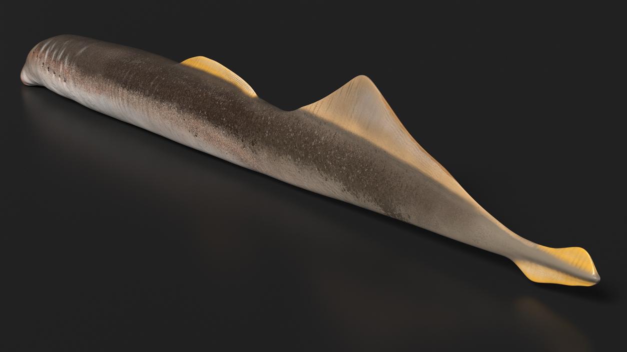 Lamprey Rigged 3D model