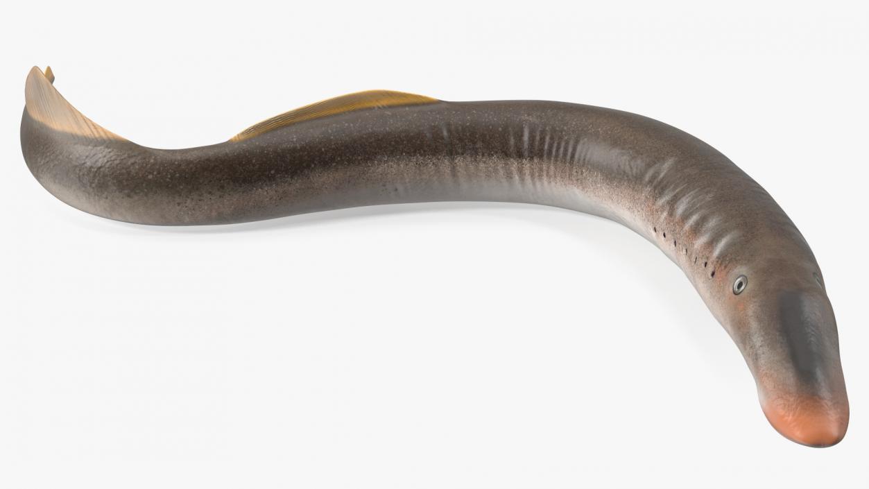 Lamprey Rigged 3D model