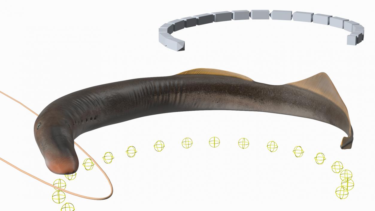 Lamprey Rigged 3D model