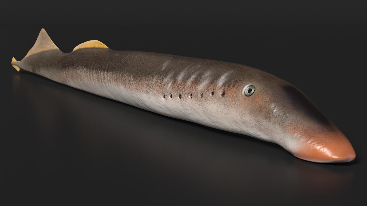 Lamprey Rigged 3D model