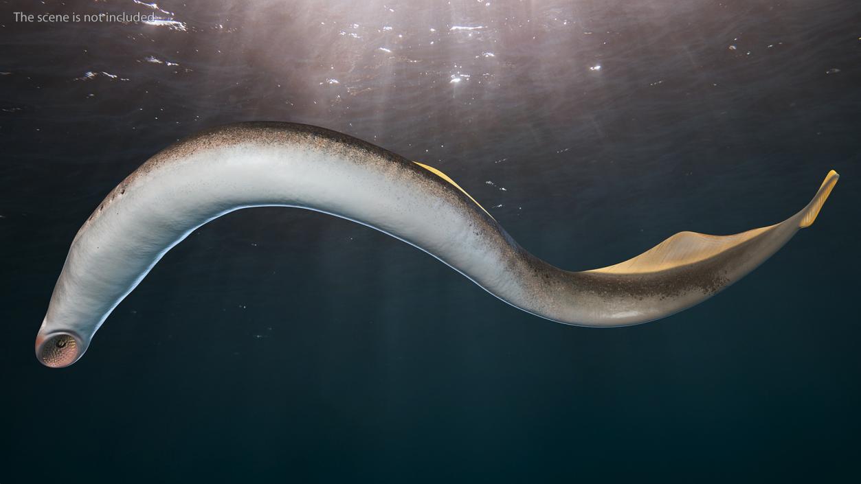 Lamprey Rigged 3D model