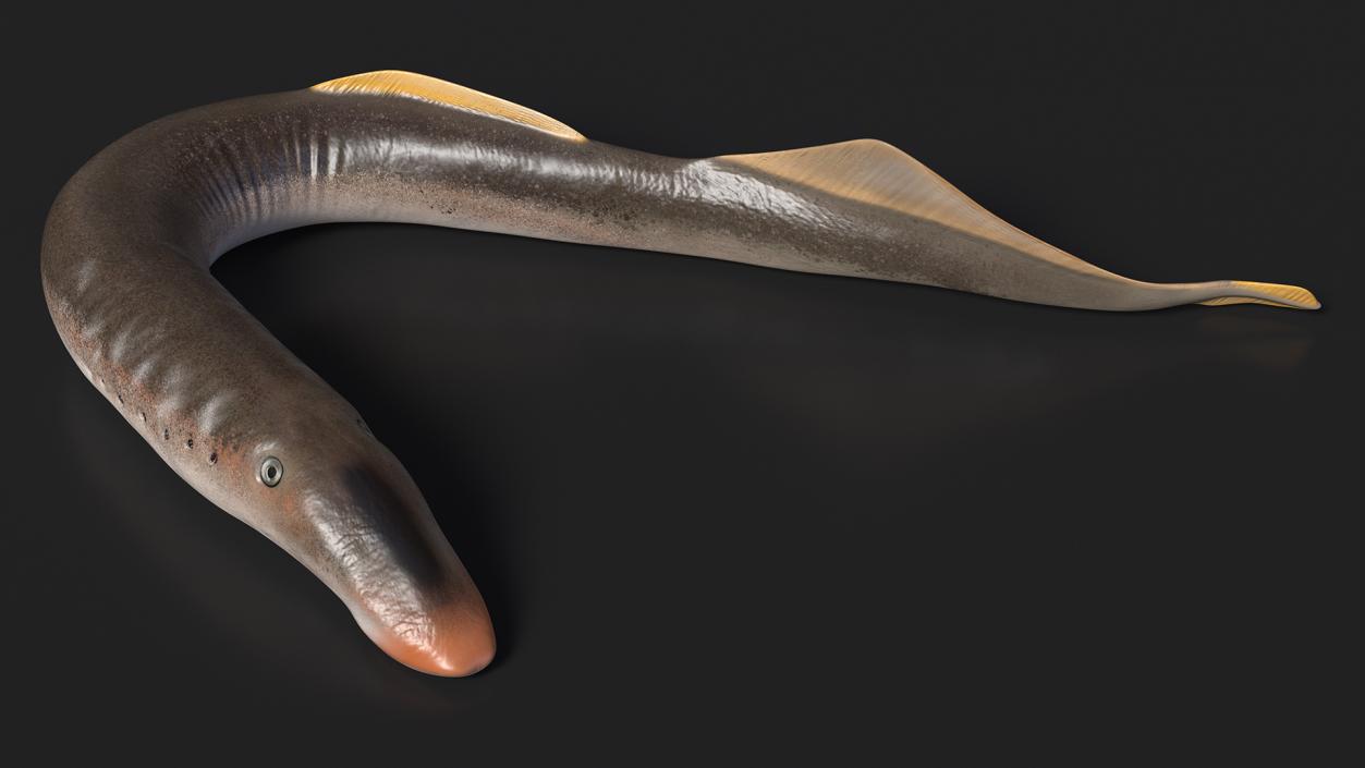 Lamprey Rigged 3D model