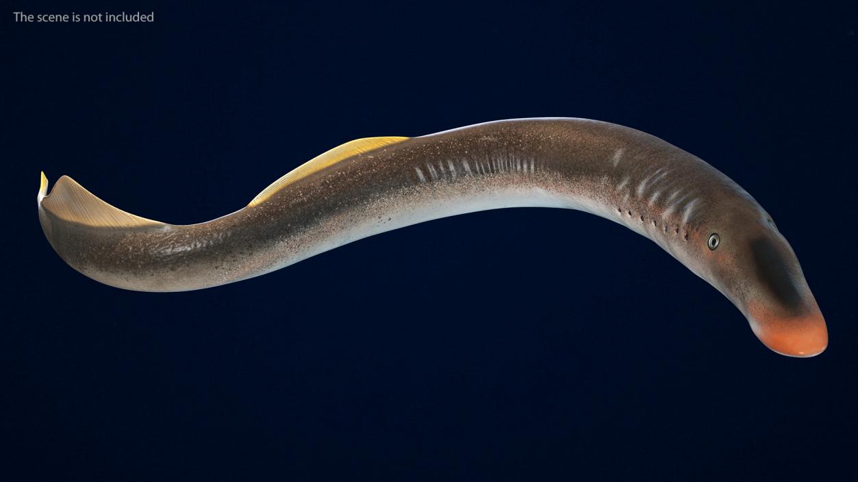 Lamprey Rigged 3D model