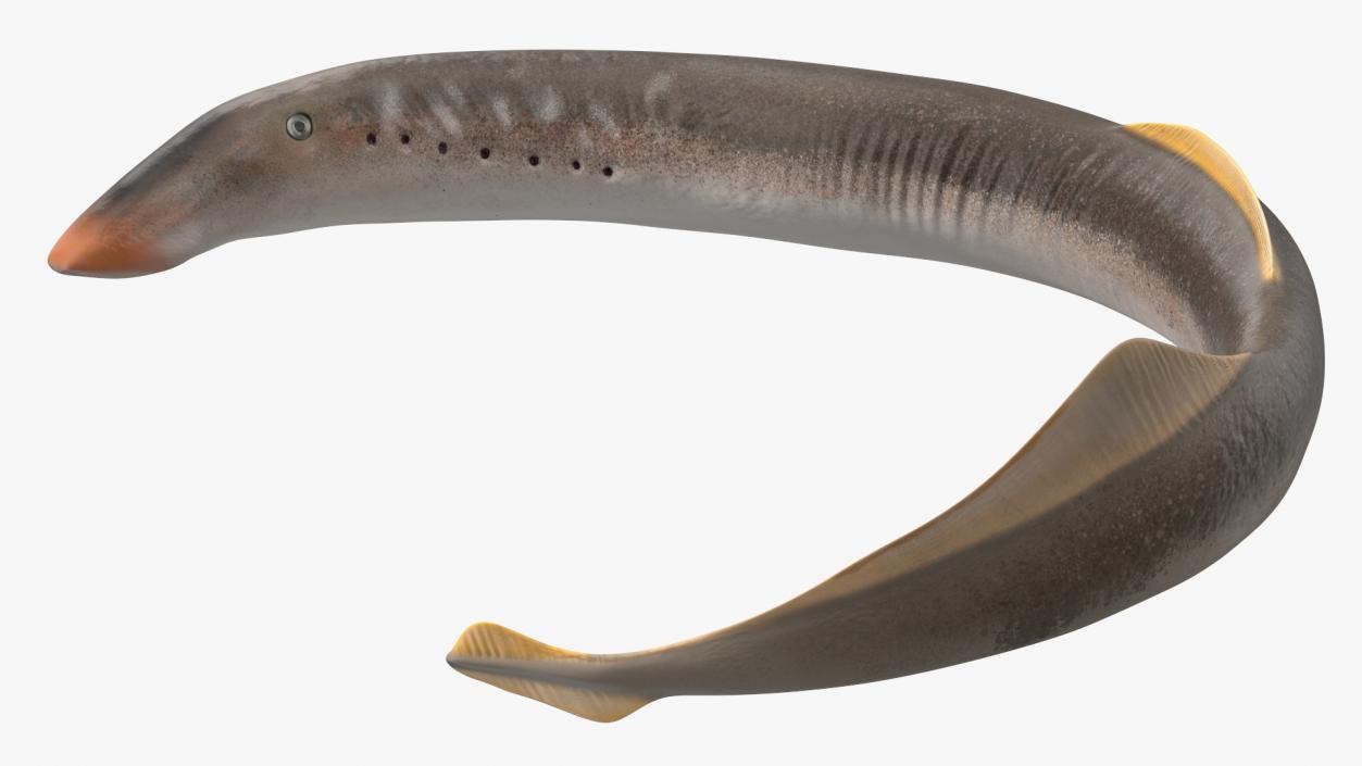 Lamprey Rigged 3D model