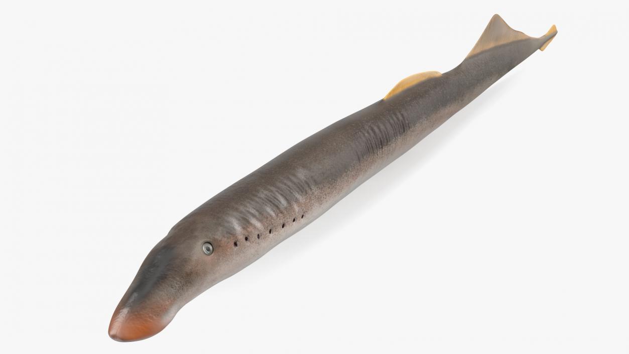 Lamprey Rigged 3D model