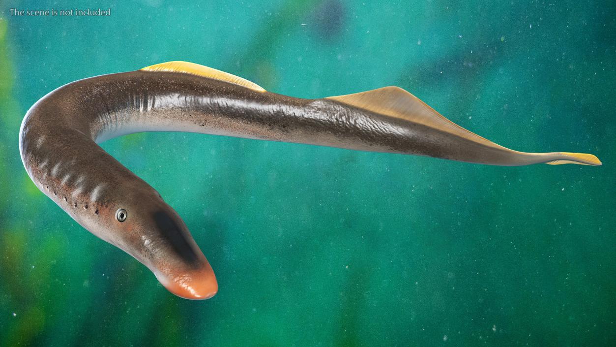 Lamprey Rigged 3D model