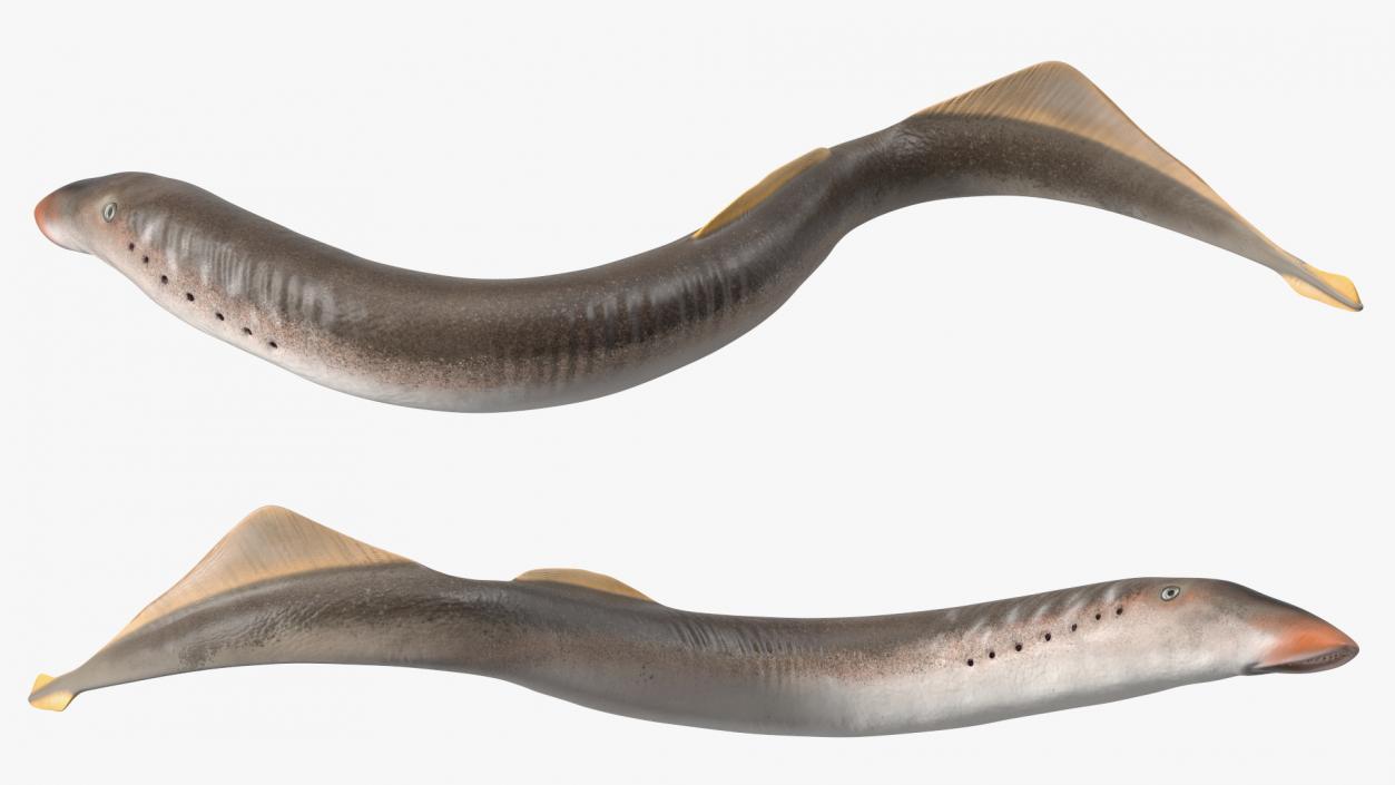 Lamprey Rigged 3D model