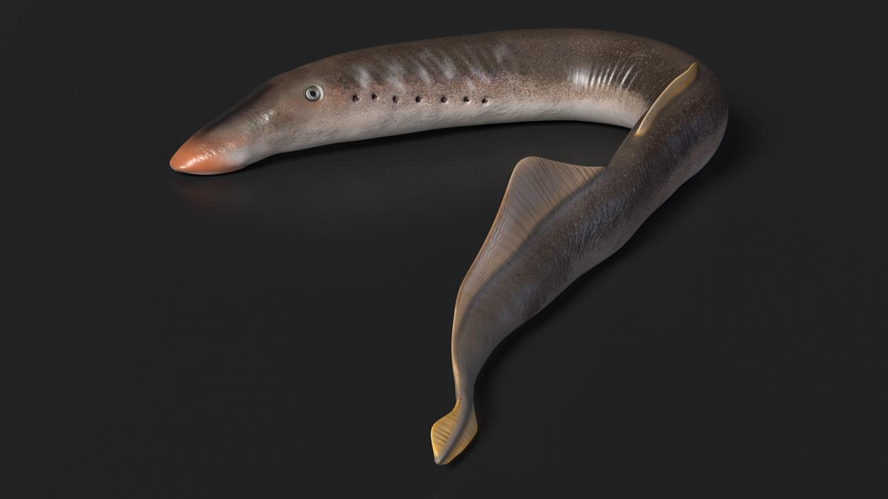 Lamprey Rigged 3D model