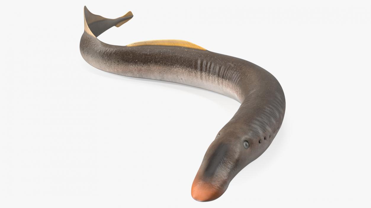 Lamprey Rigged 3D model