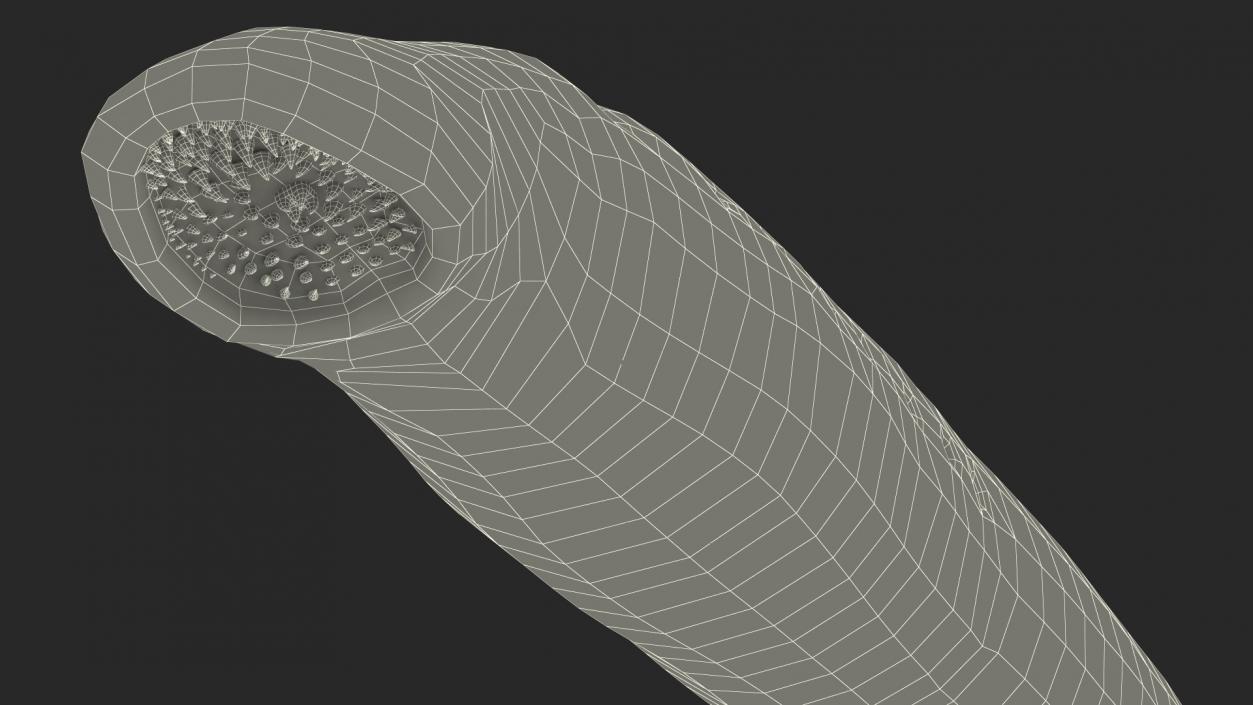 Lamprey Rigged 3D model