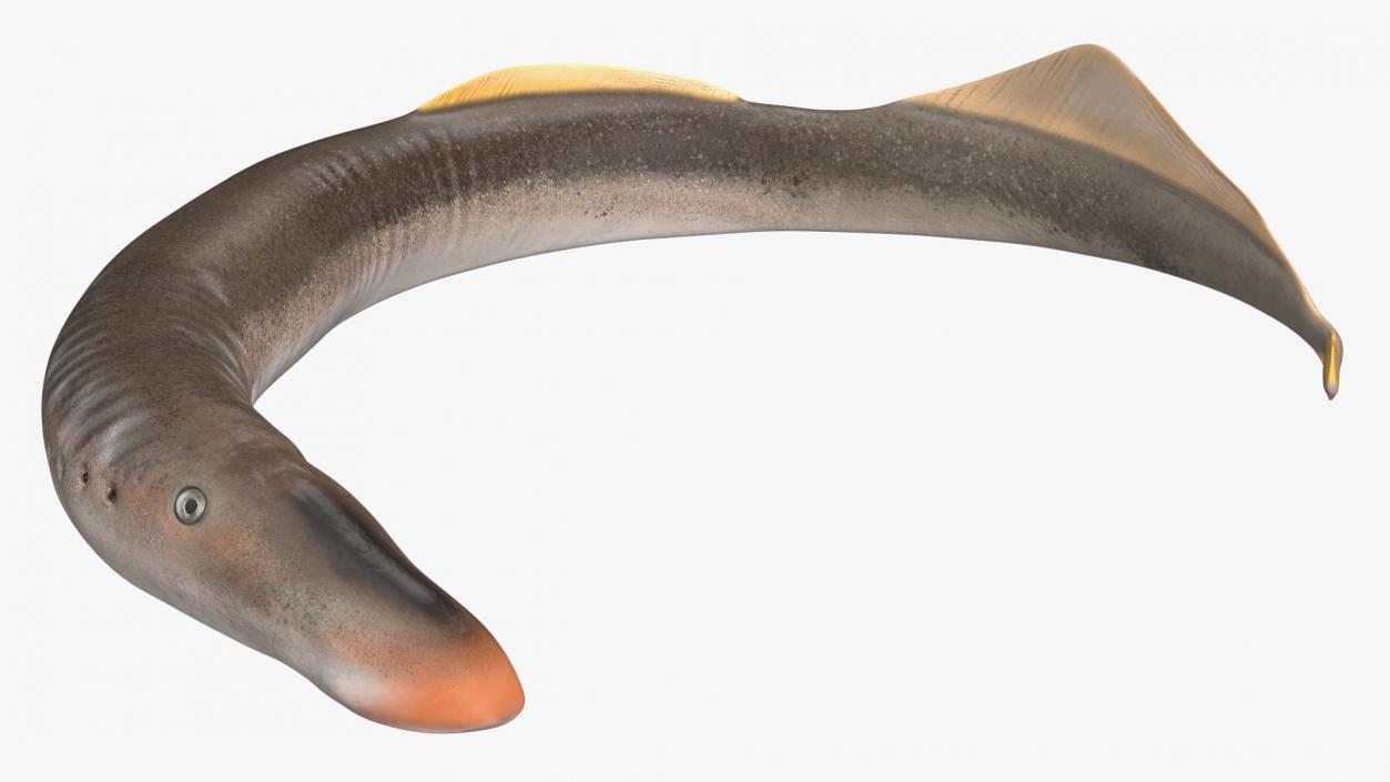 Lamprey Rigged 3D model