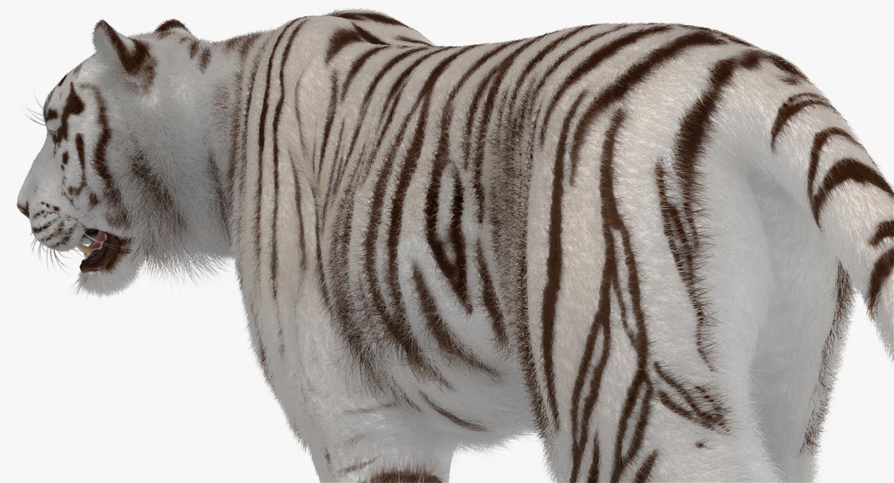 White Tiger Walkig Pose with Fur 3D