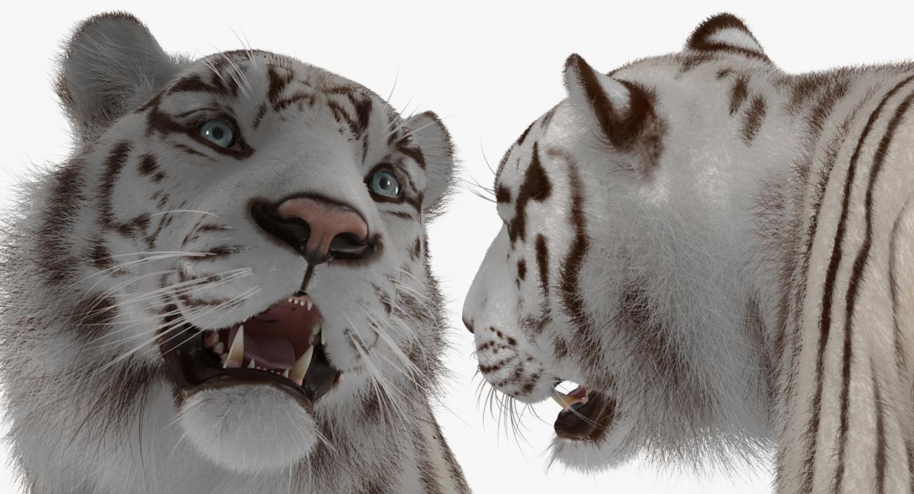 White Tiger Walkig Pose with Fur 3D