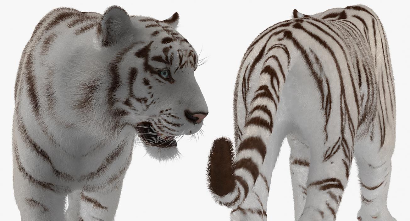 White Tiger Walkig Pose with Fur 3D