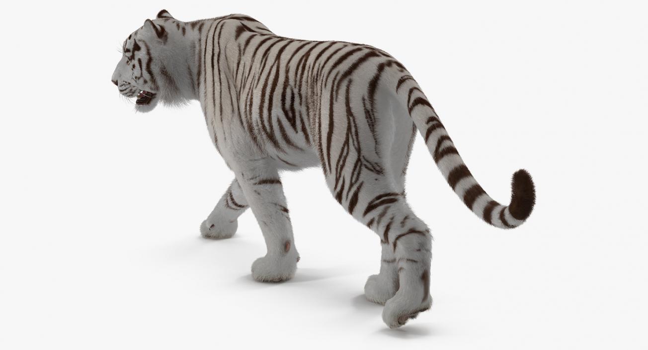 White Tiger Walkig Pose with Fur 3D