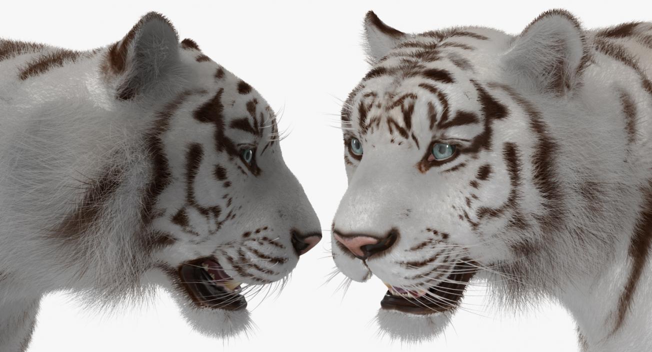 White Tiger Walkig Pose with Fur 3D