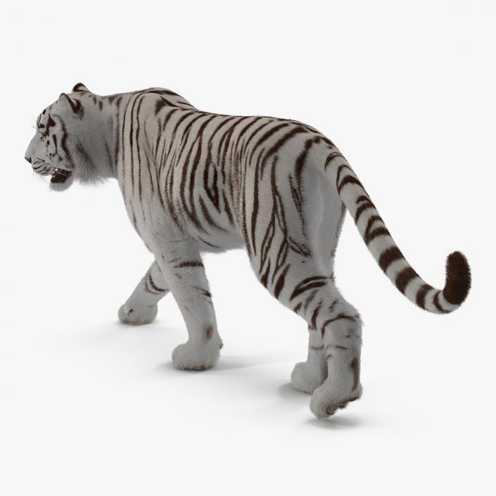 White Tiger Walkig Pose with Fur 3D