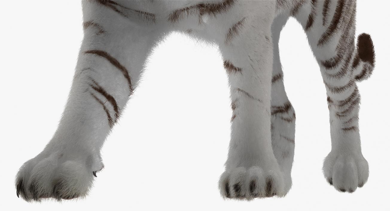 White Tiger Walkig Pose with Fur 3D