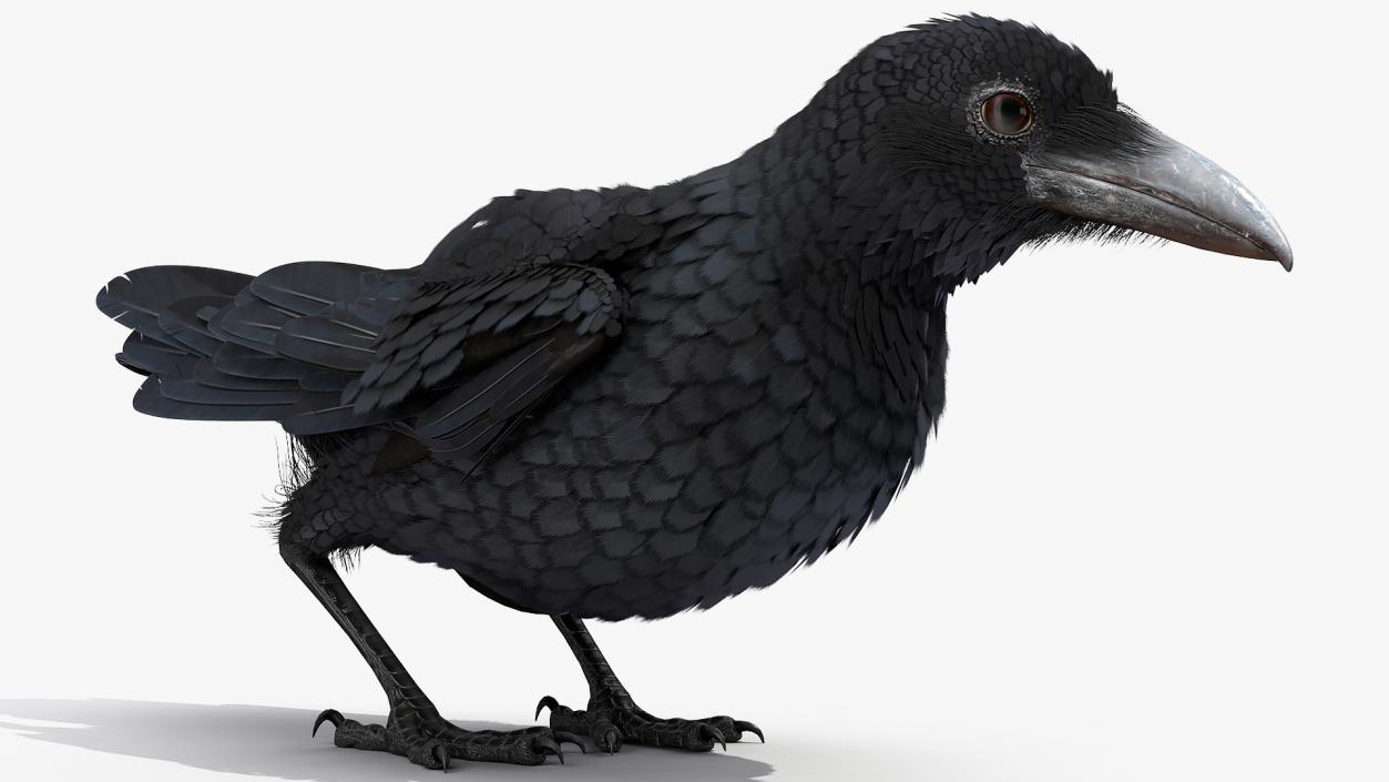 3D model Raven Animated Collection