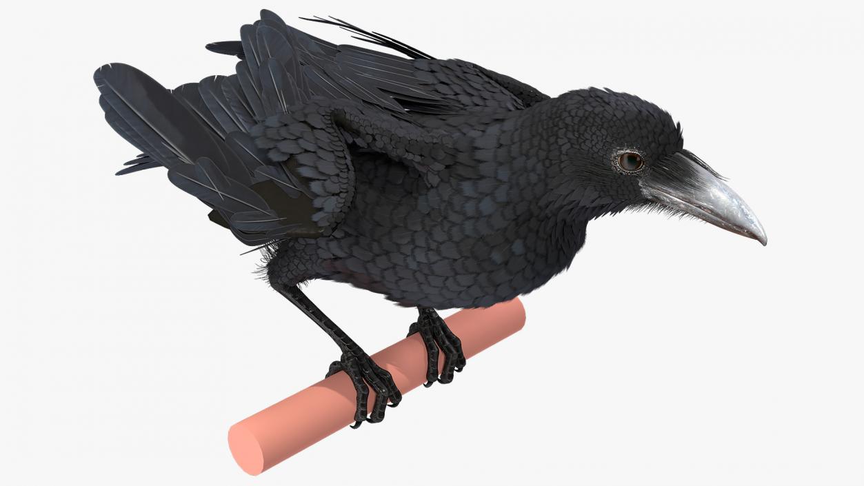 3D model Raven Animated Collection