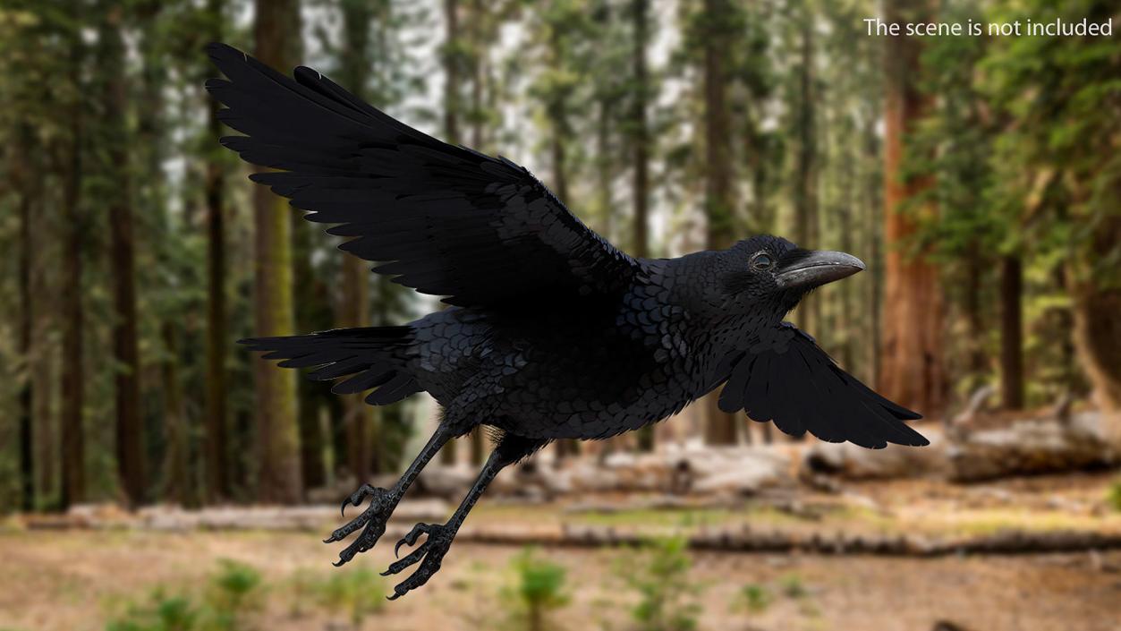 3D model Raven Animated Collection