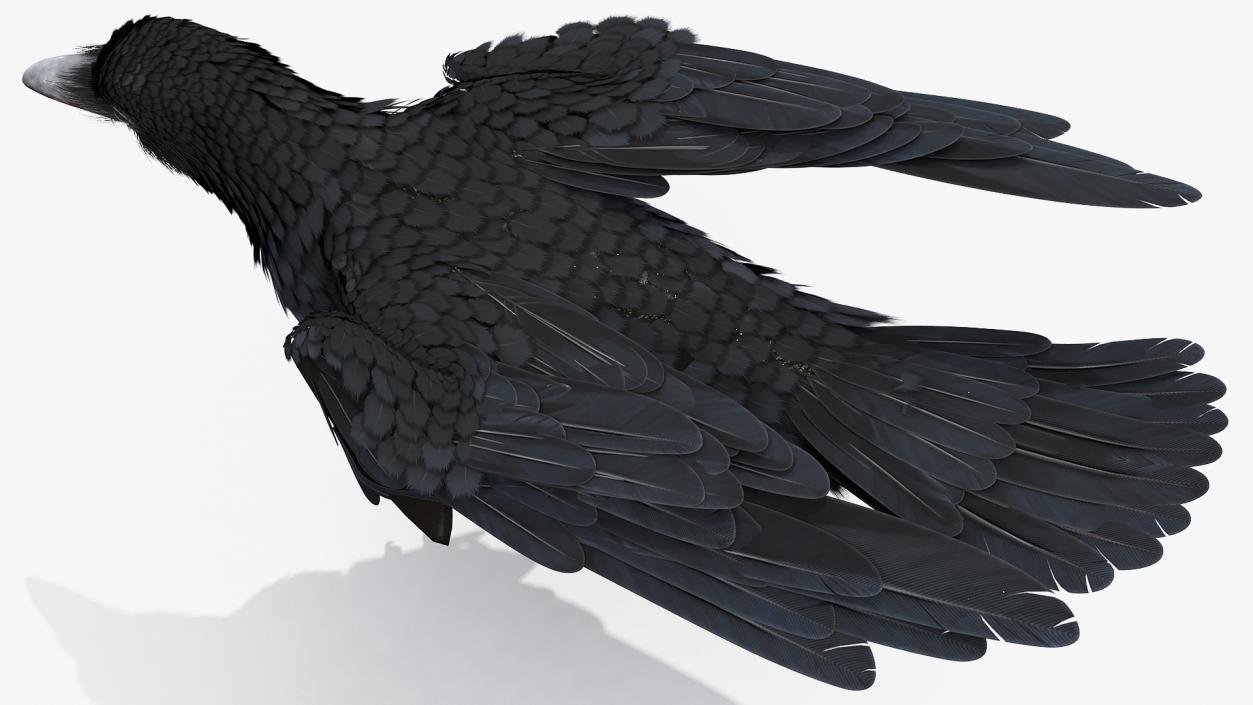 3D model Raven Animated Collection