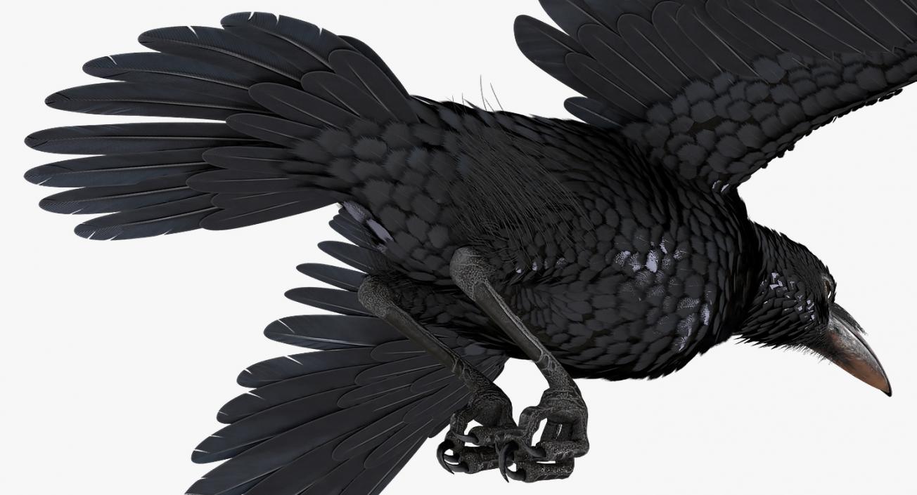 3D model Raven Animated Collection